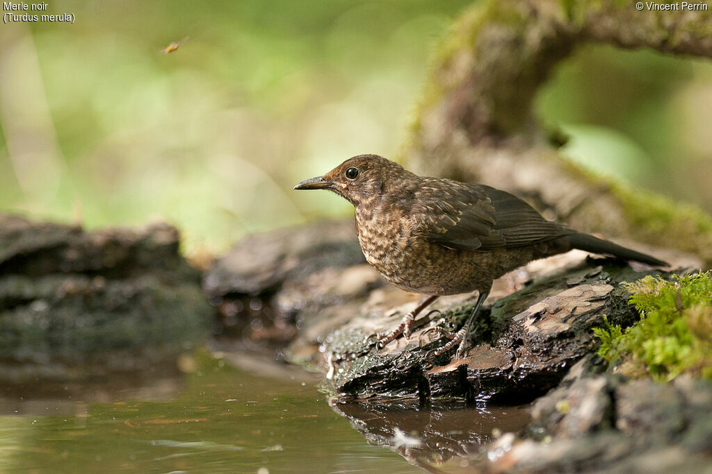 Common BlackbirdFirst year, drinks