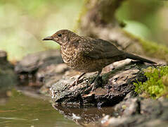 Common Blackbird