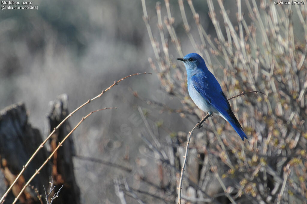 Mountain Bluebird male adult