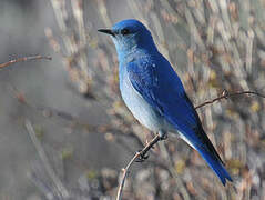 Mountain Bluebird