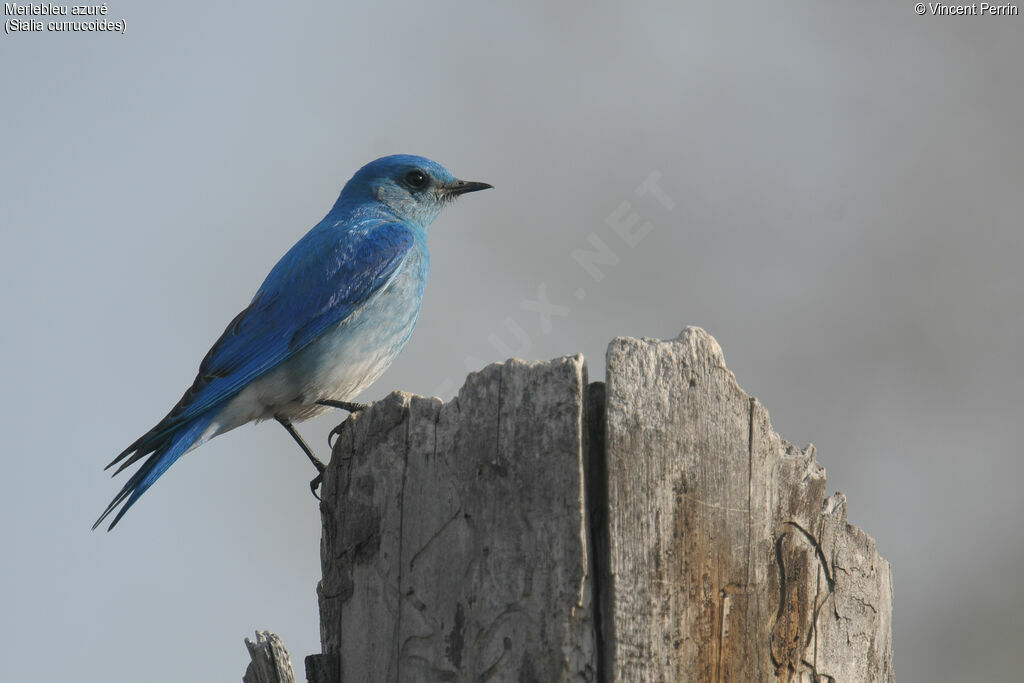 Mountain Bluebird male adult