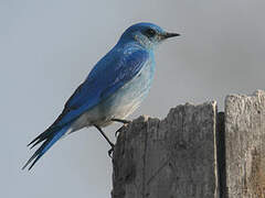 Mountain Bluebird