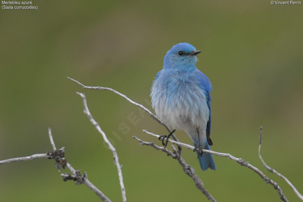 Mountain Bluebird male adult