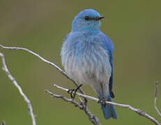 Mountain Bluebird