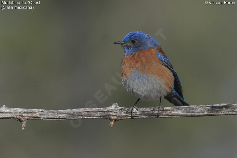 Western Bluebird male adult