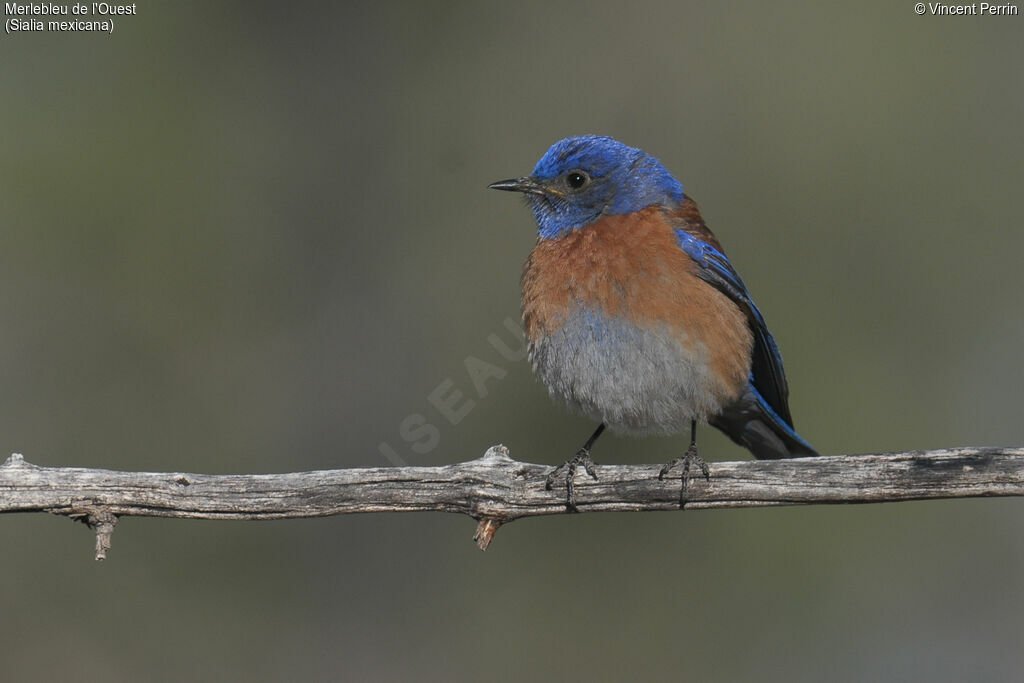 Western Bluebird male adult