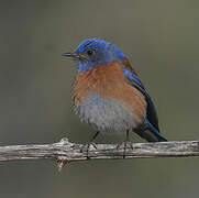 Western Bluebird