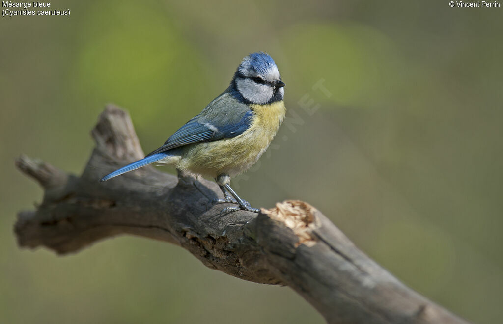 Mésange bleue