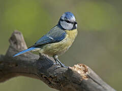 Mésange bleue