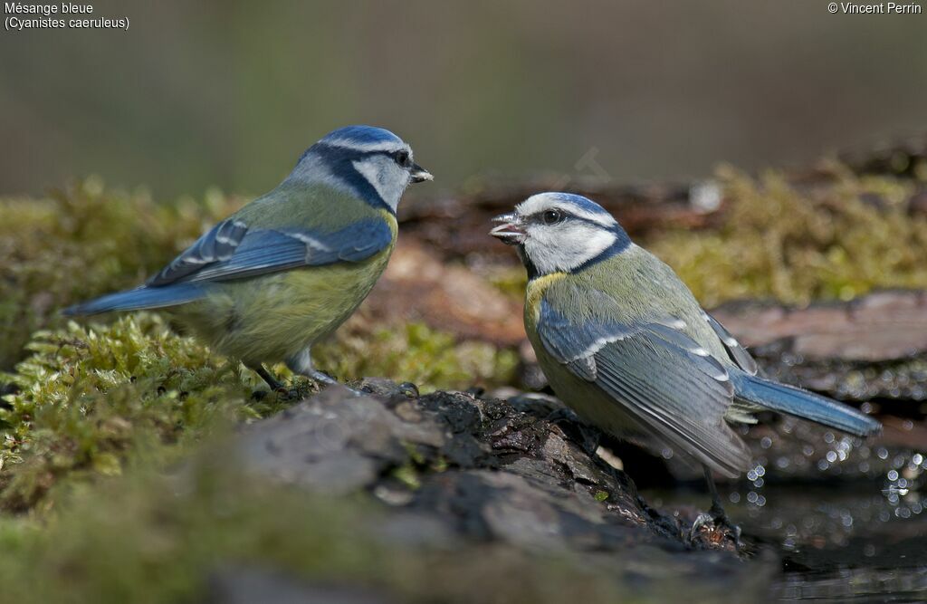 Eurasian Blue Tit