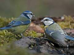 Mésange bleue