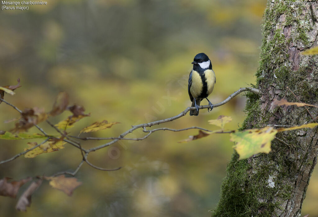 Mésange charbonnière mâle adulte