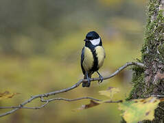 Great Tit