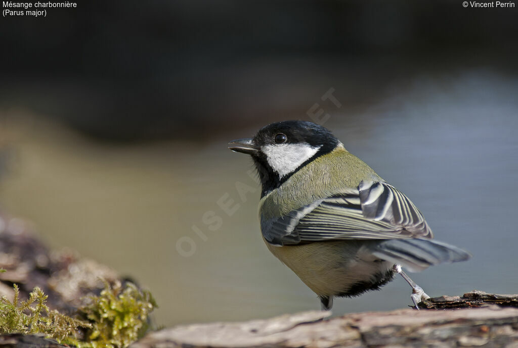 Mésange charbonnièreadulte