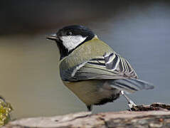 Mésange charbonnière