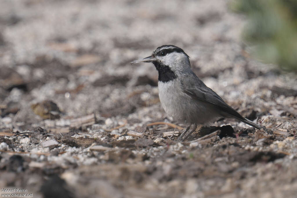 Mountain Chickadeeadult, pigmentation