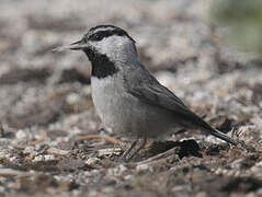 Mountain Chickadee