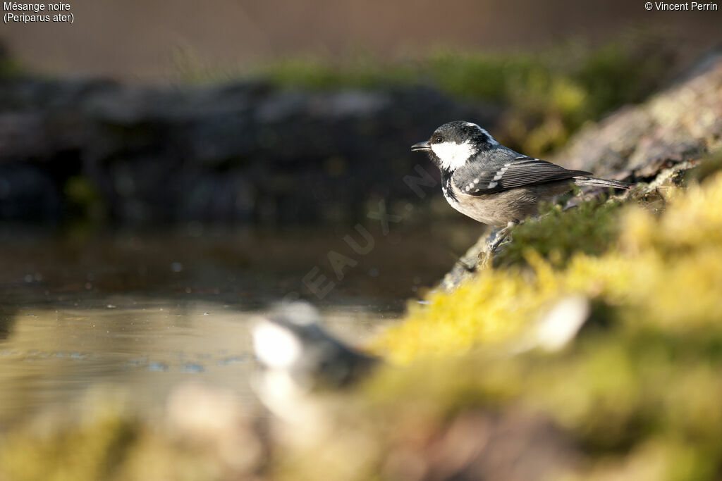 Mésange noire