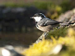 Coal Tit