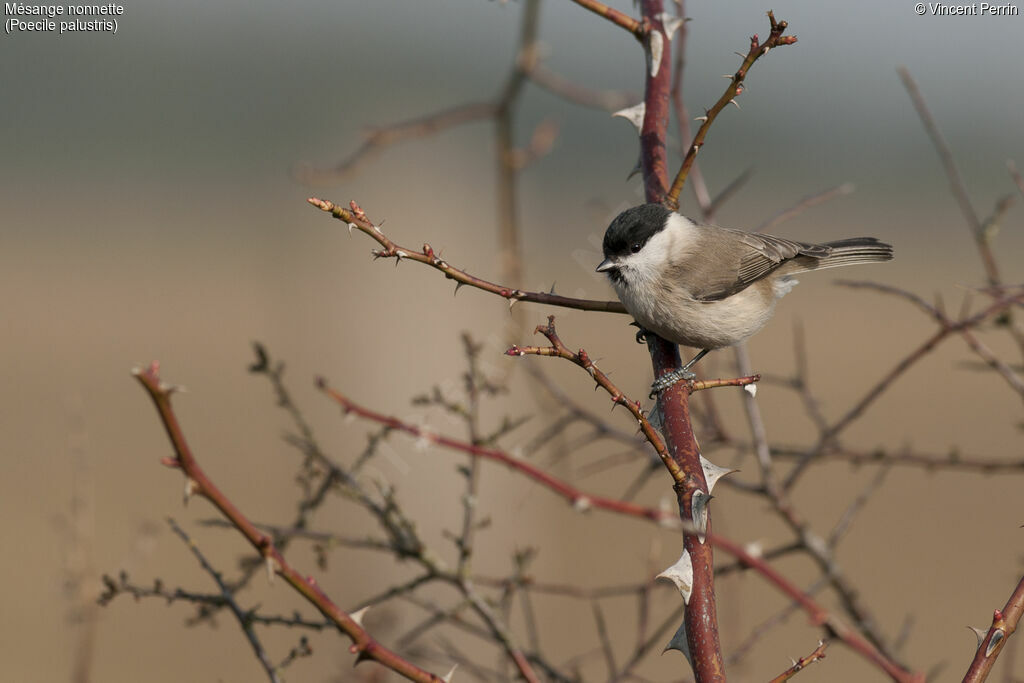 Marsh Tit