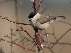 Marsh Tit