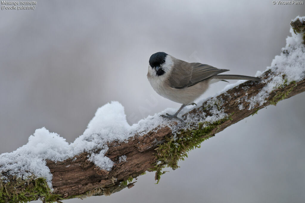 Marsh Tit