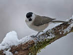 Mésange nonnette