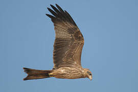 Yellow-billed Kite