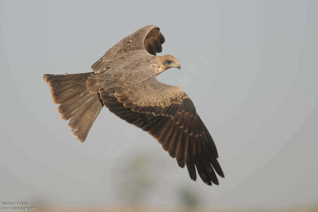 Yellow-billed KiteFirst year, pigmentation, Flight