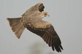 Yellow-billed Kite