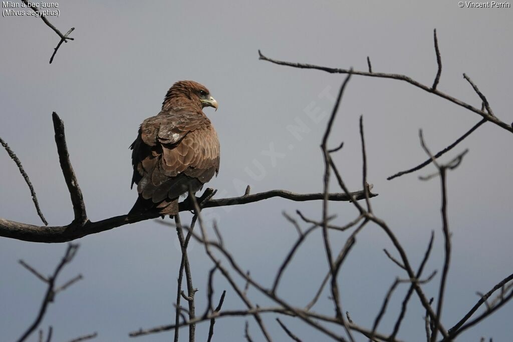 Yellow-billed Kite