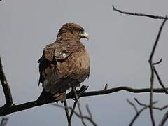 Yellow-billed Kite