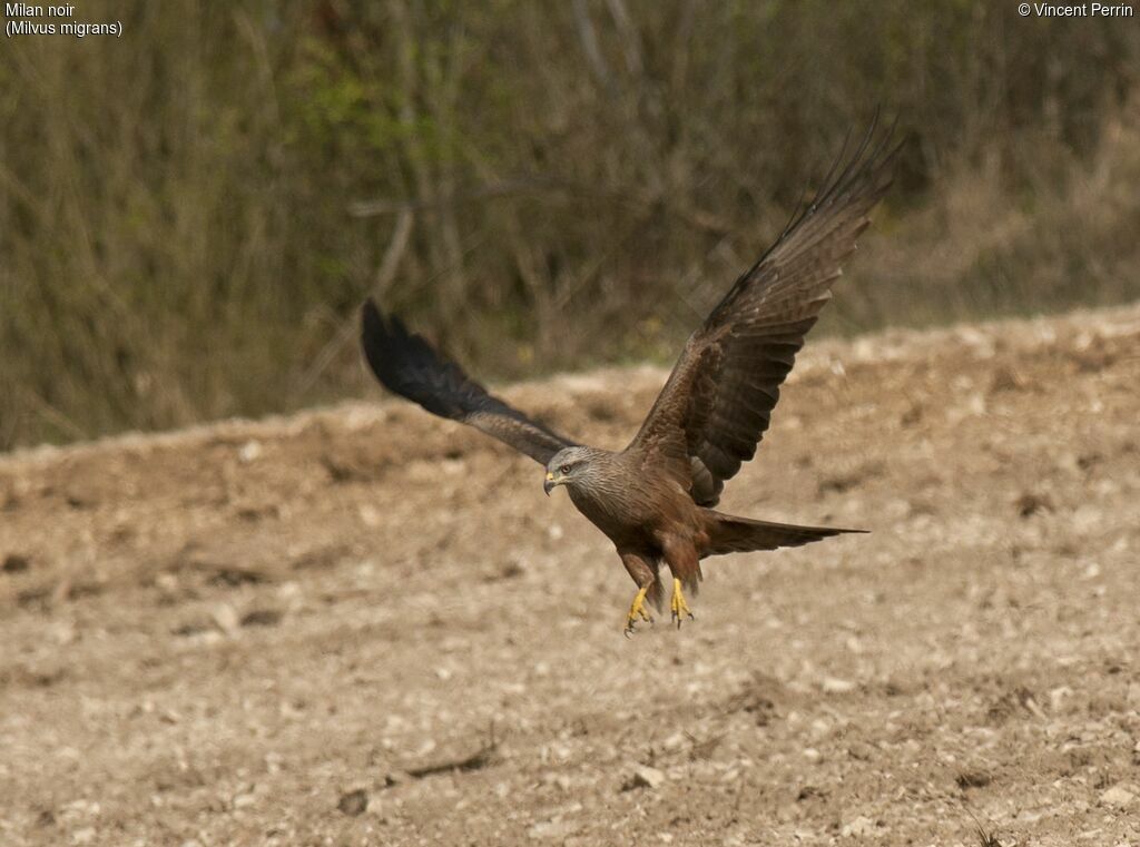 Black Kiteadult, Flight