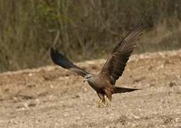 Black Kite