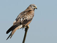 Red Kite