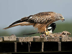 Red Kite