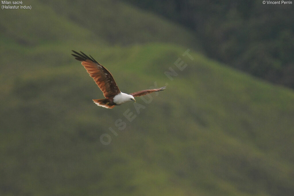 Brahminy Kiteadult