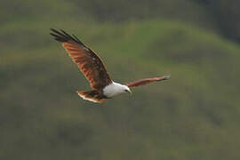 Brahminy Kite