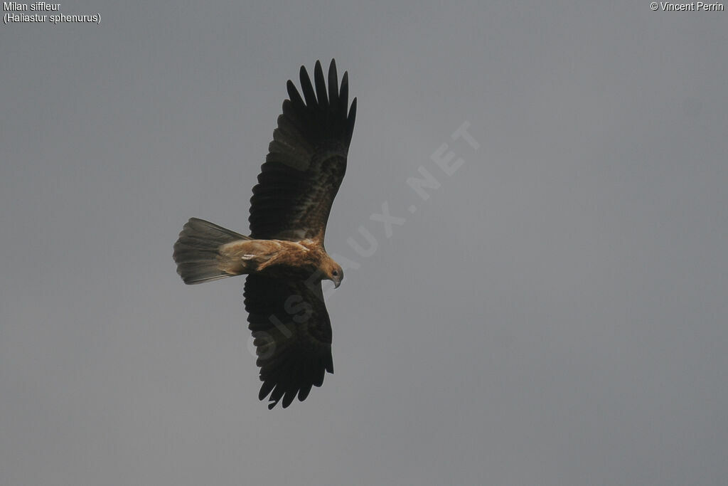 Whistling Kite