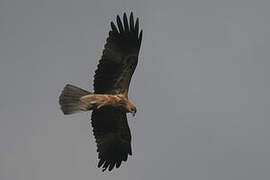 Whistling Kite