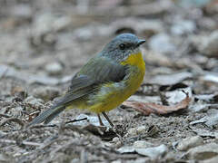 Eastern Yellow Robin