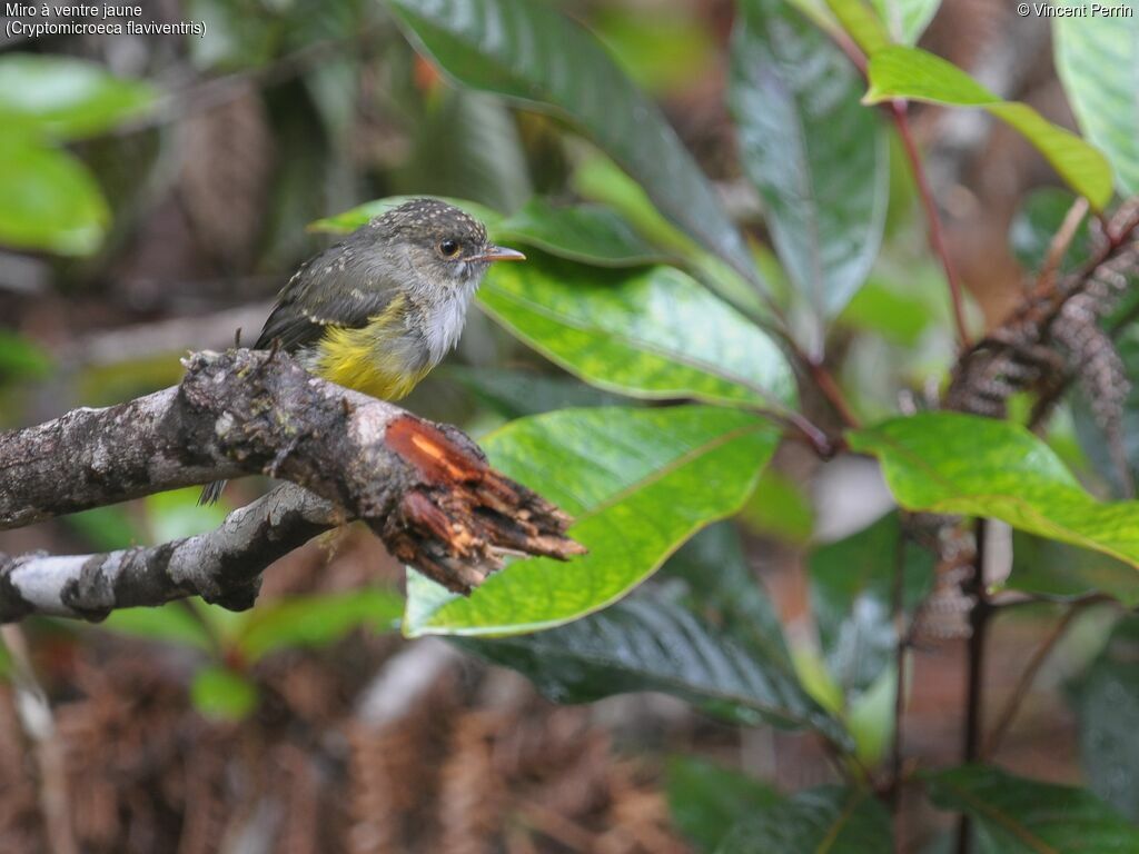 Yellow-bellied Flyrobin