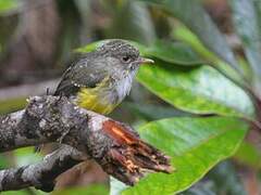 Yellow-bellied Flyrobin