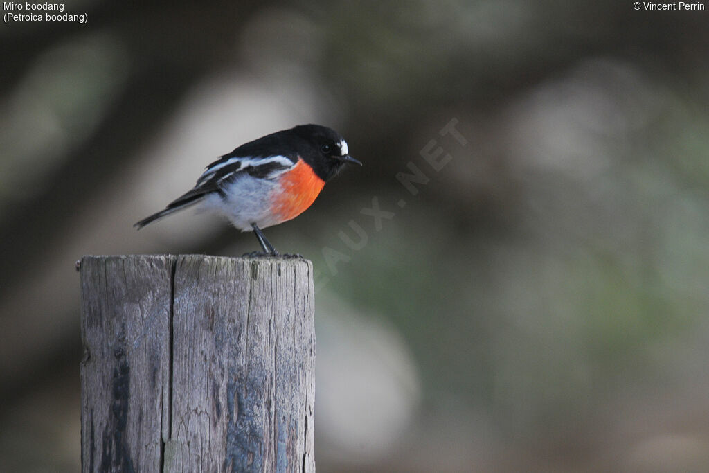 Scarlet Robin male adult