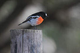 Scarlet Robin