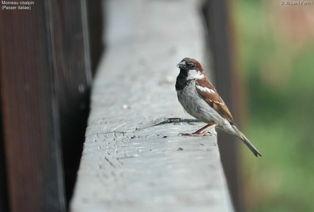 Moineau cisalpin mâle adulte, Nidification