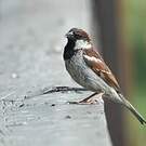 Moineau cisalpin