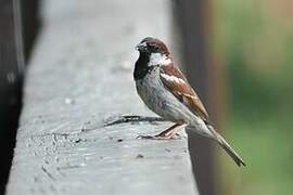 Italian Sparrow