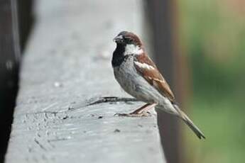 Moineau cisalpin