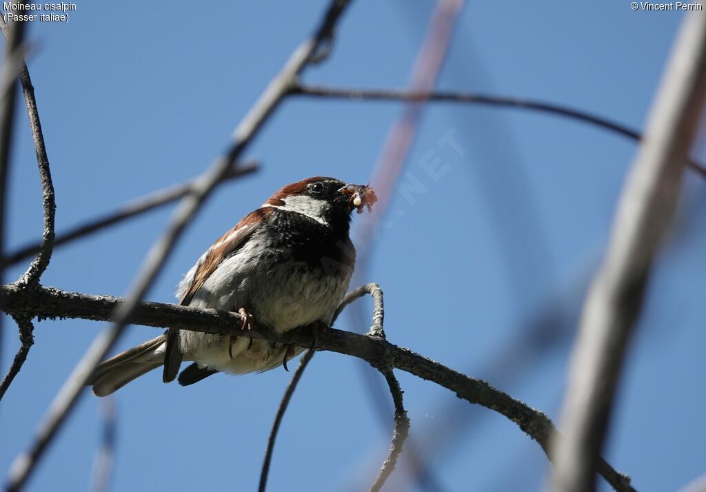 Moineau cisalpin mâle adulte, Nidification